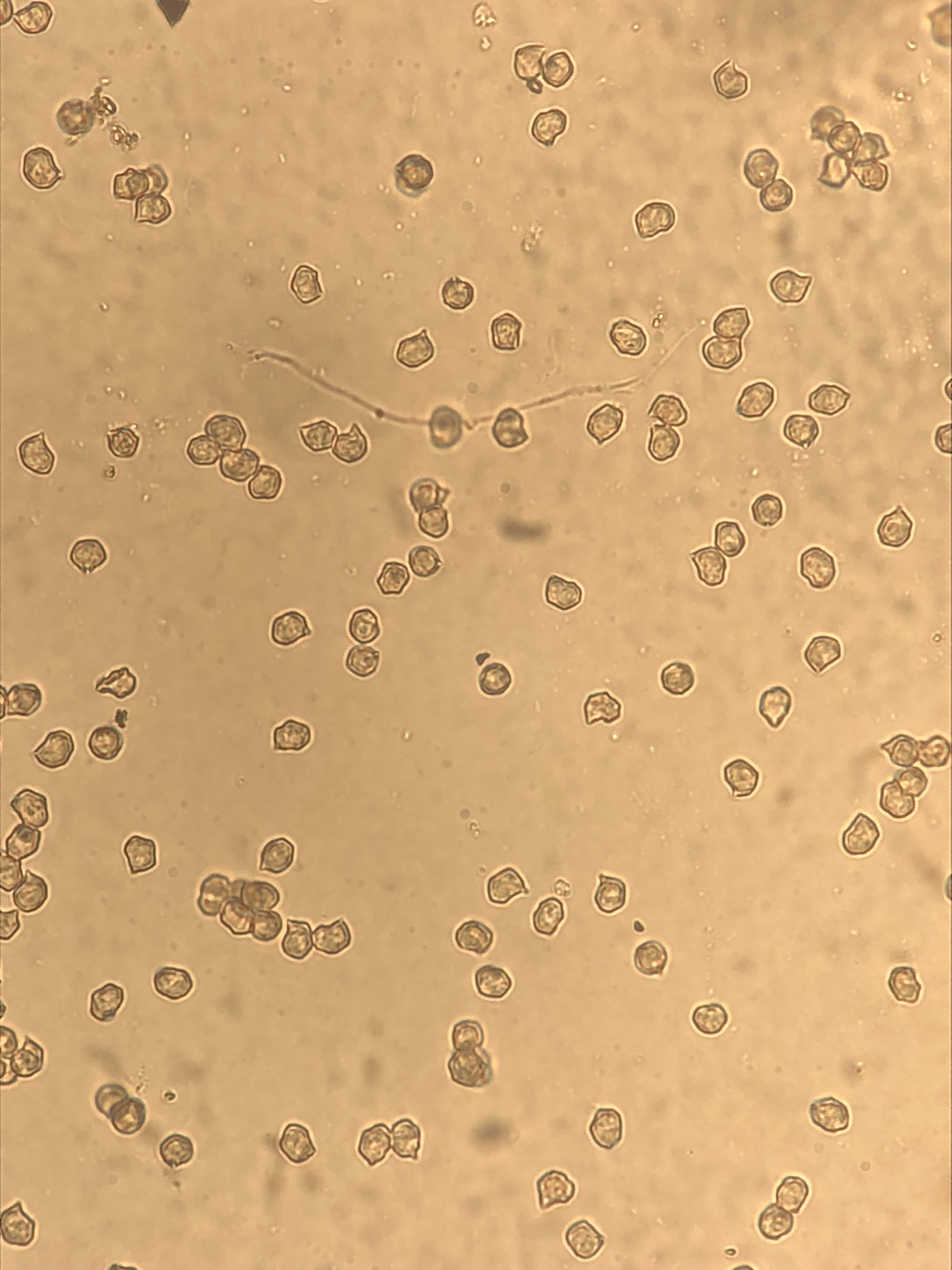 Entoloma majaloides Figure 3